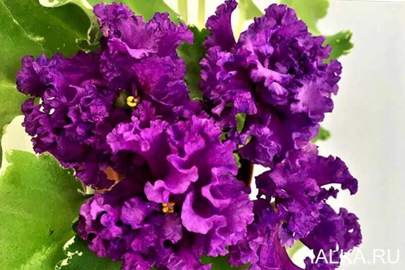 Ват пудель. Фиалка ват пудель. Фиалка пурпурный пудель. Ват пудель. Ват пудель.