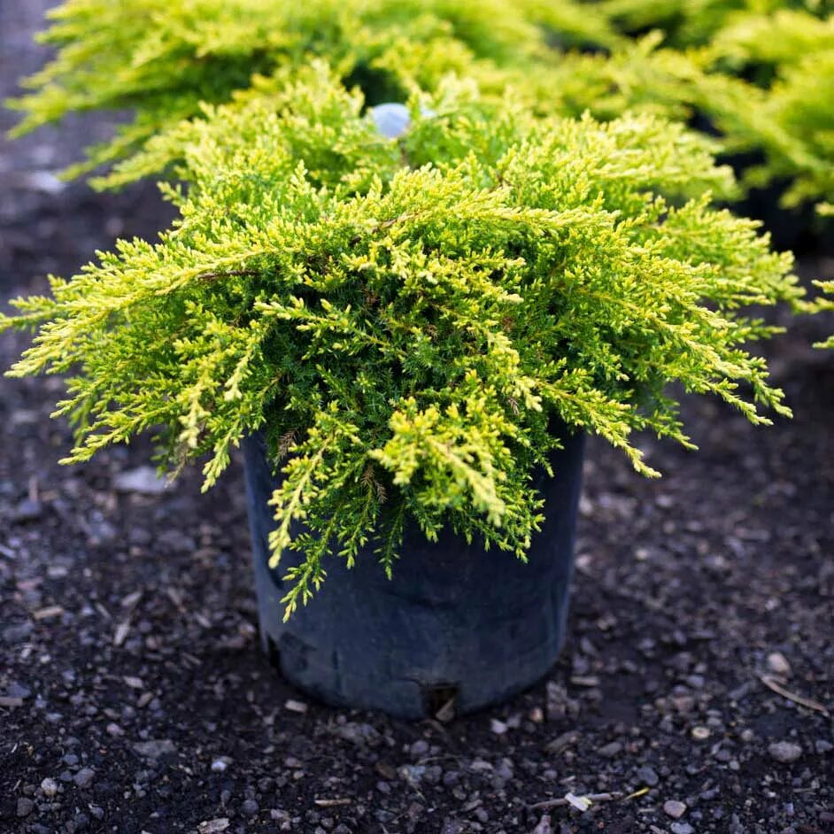 Можжевельник gold star. Можжевельник куривао голд. Можжевельник пфитцериана 'gold star'. Можжевельник прибрежный олд голд. Можжевельник пфитцериана 'gold star'.