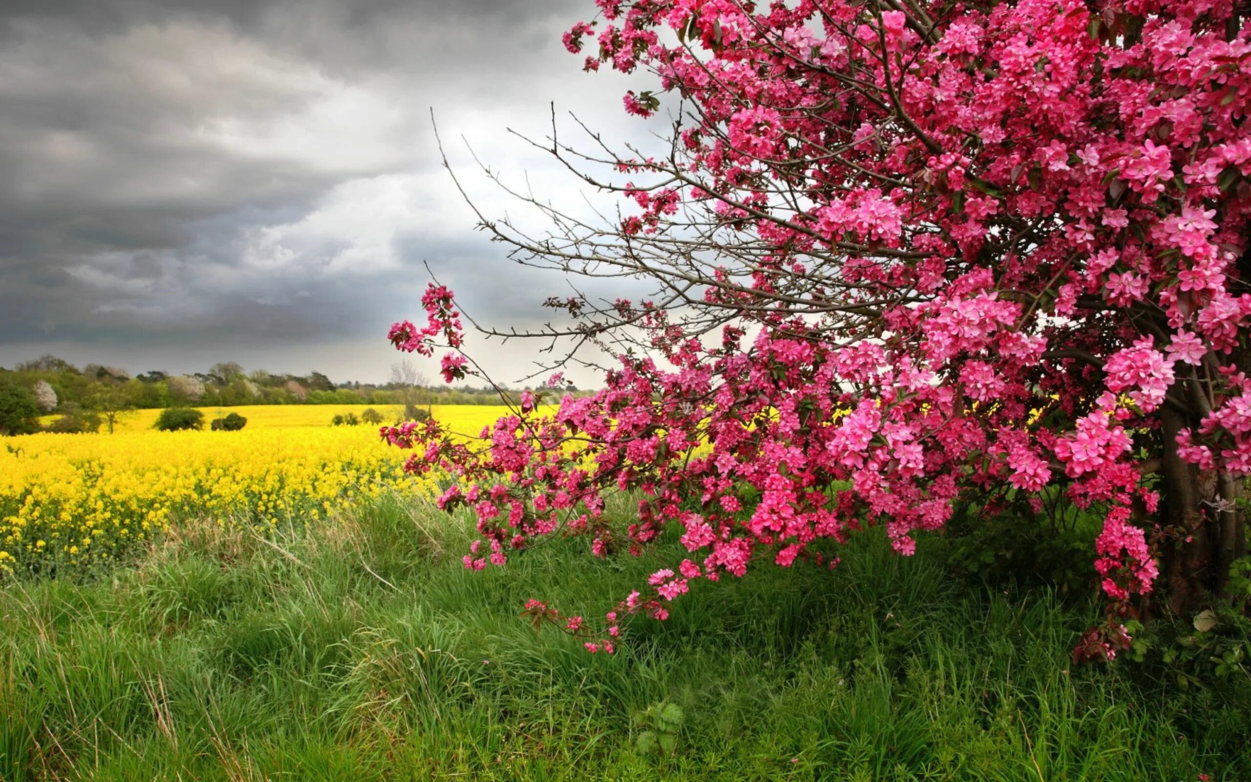 Цветущие деревья. Цветущие сады. Весенняя природа. Весенний пейзаж. Natural spring