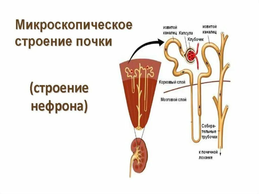 Какова функция извитого канальца нефрона. Строение нефрона почки анатомия. строение нефрона почки человека. структура почек строение нефрона. строение почки человека капсула нефрона.