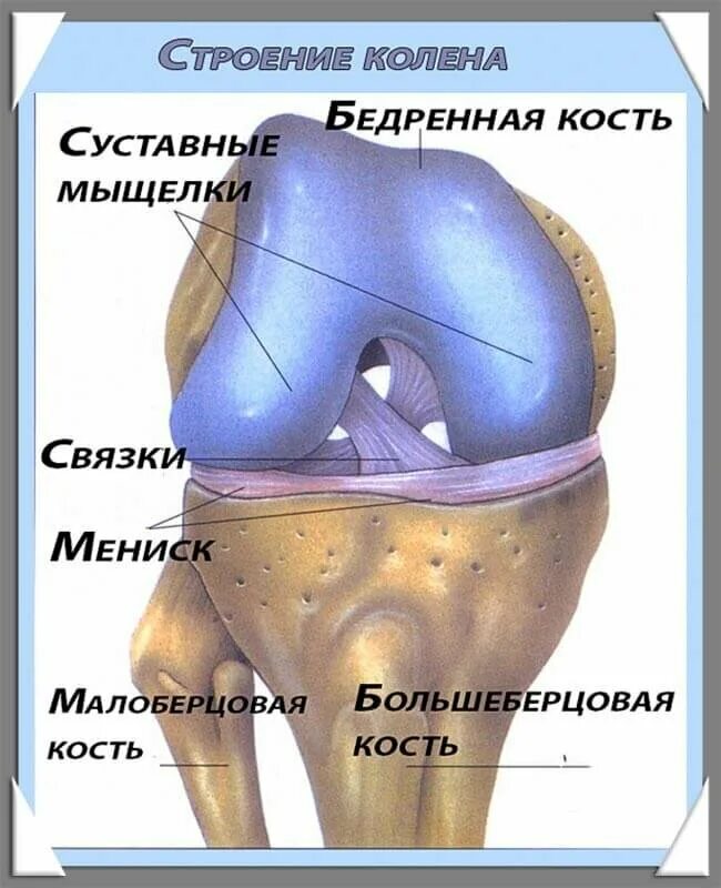 Мыщелки колена. Строение мениска коленного сустава анатомия. Строение колена-мениск анатомия. Коленный сустав строение мениск. Медиальный мениск коленного сустава анатомия.