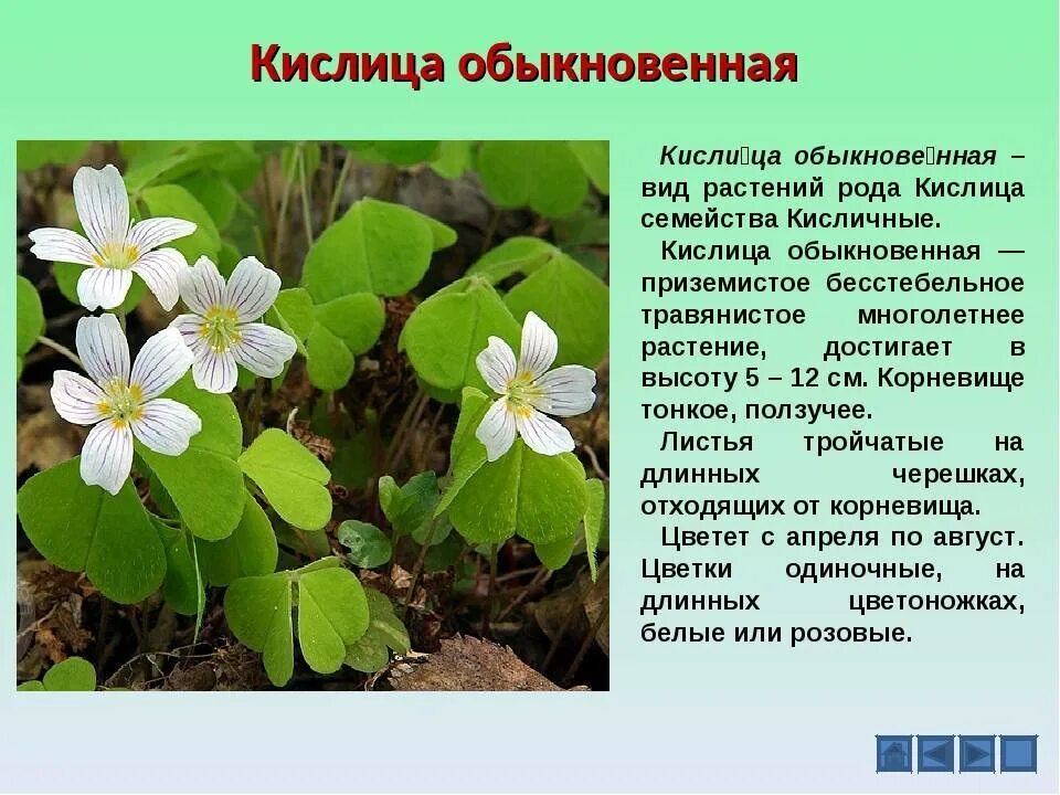 Кислица обыкновенная приземистое растение достигающее в высоту. Кислица обыкновенная. кислица лесная описание. кислица обыкновенная растение. стебель кислицы обыкновенной.