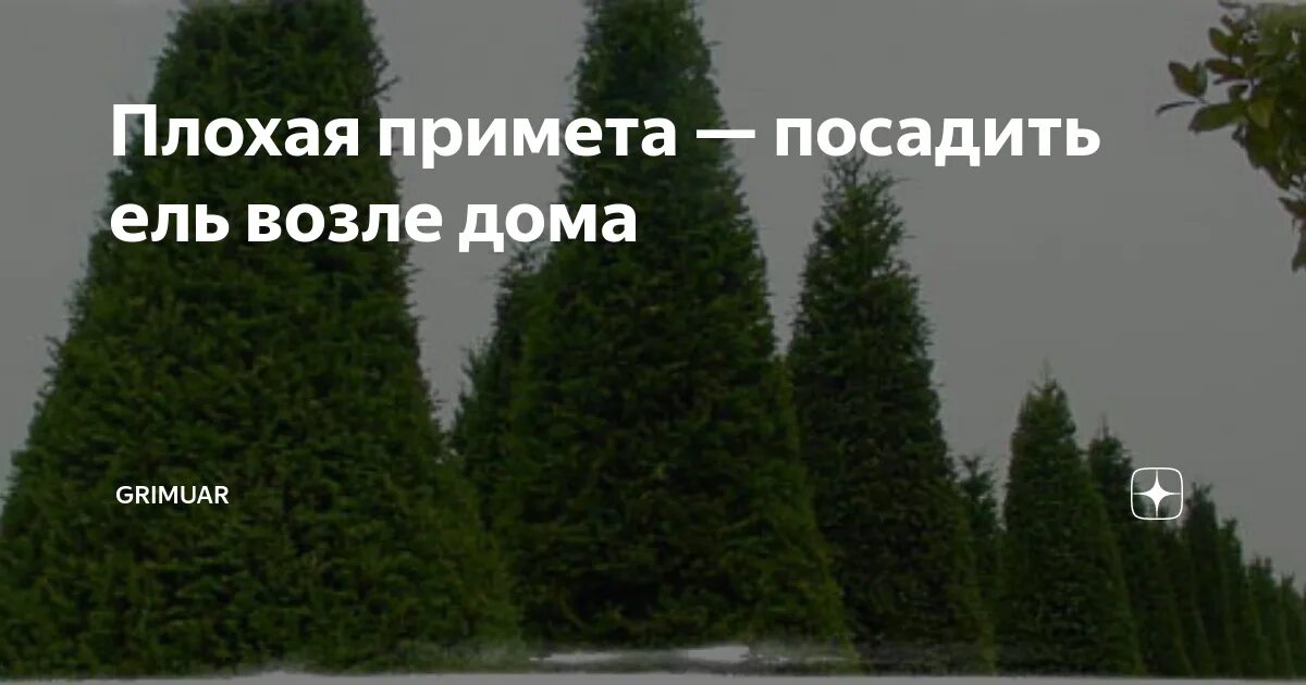 Ель на участке приметы. Ель во дворе суеверия. Приметы про ель. Ель на участке спилить приметы. Приметы елки дома