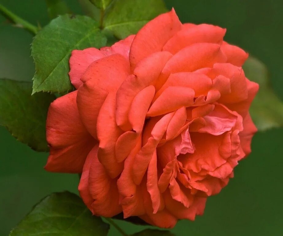 Rose africa. Rose africa. Rose africa. Rose africa. Africa rose laurens.