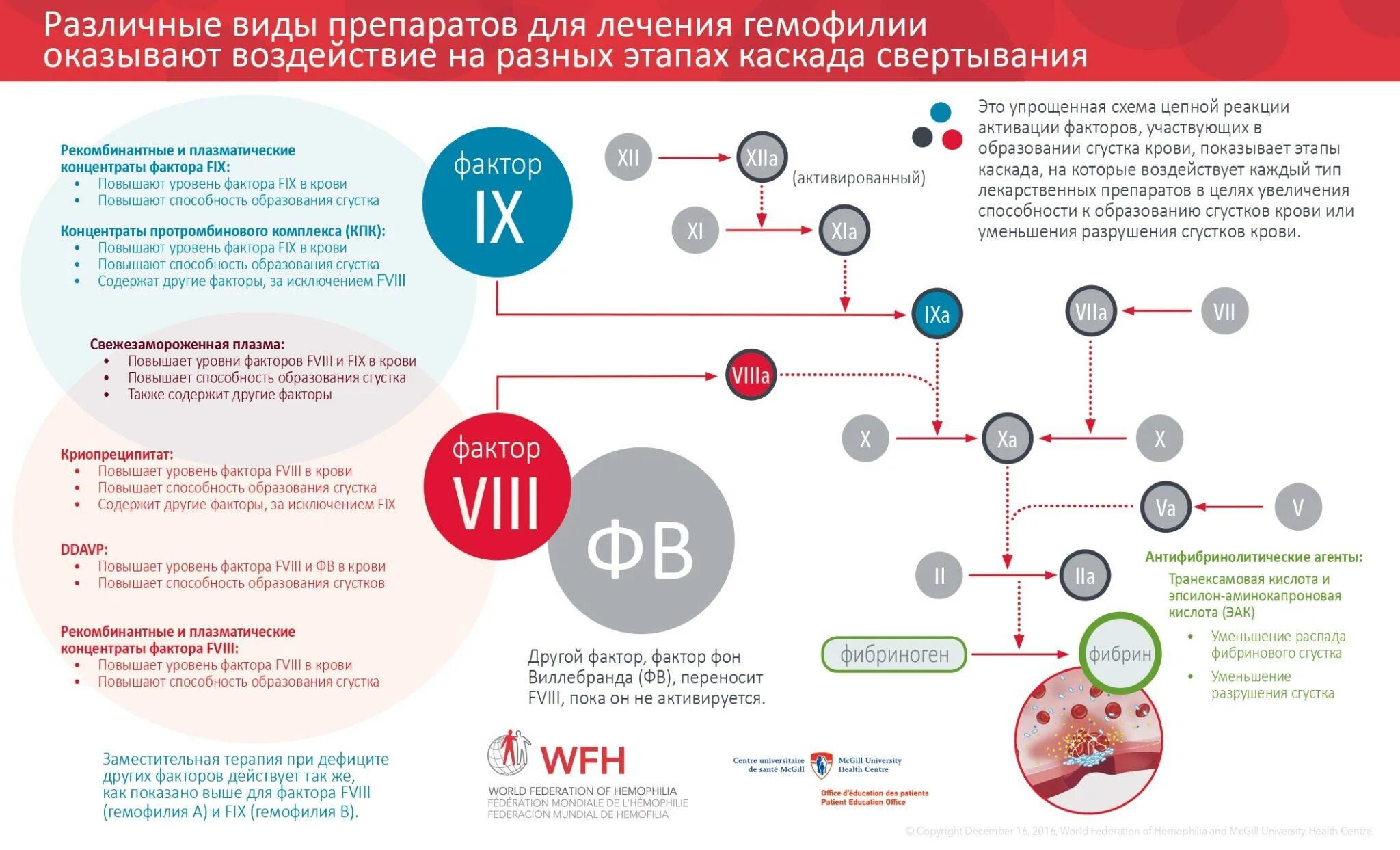 Патогенез гемофилии. Формы заболевания гемофилией. Всемирный день гемофилии. У человека классическая гемофилия