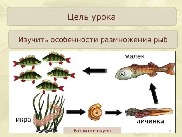 Расположите в правильной последовательности этапы проекта