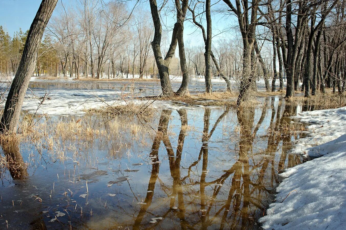 Весенние ручьи. Наступление весны. Весенняя проталинка левитана. Приход весны фото. Крокусы и подснежники.