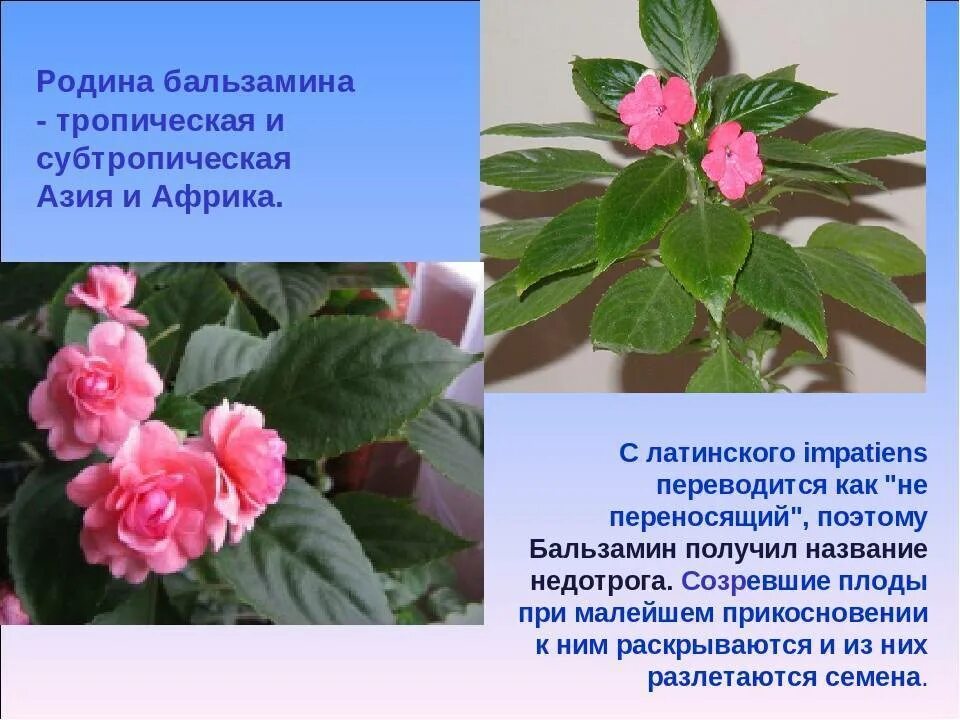 Бальзамин султанский (семейство бальзаминовые). Бальзамин плоды. Бальзамин цветок комнатный. Бальзамин комнатный махровый. Бальзамин 1.