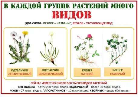 Пять растений назвать