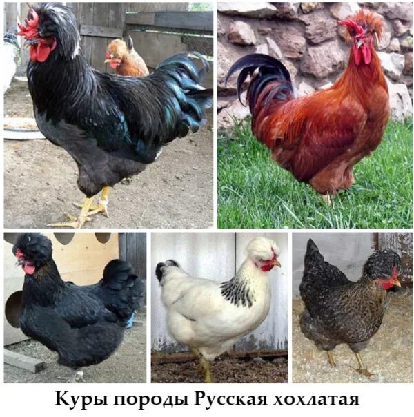 Скрещивание кур разных пород