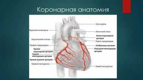 Где лка