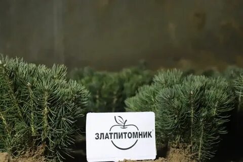 Магазин златпитомник