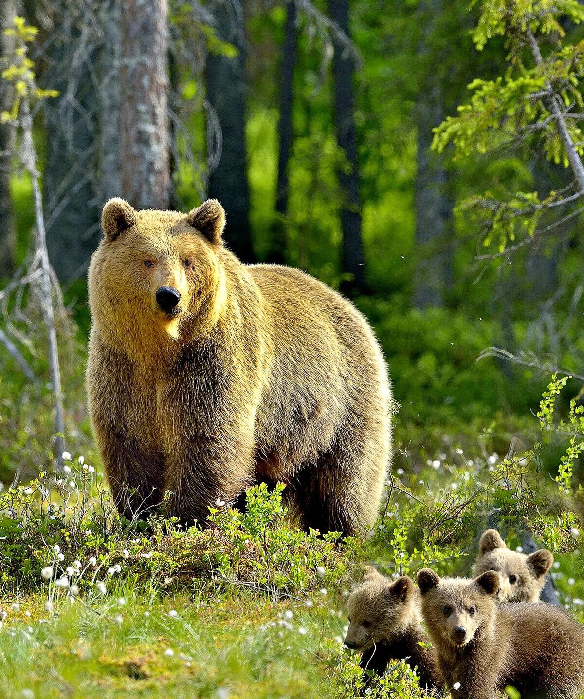Сиб медведь. Гризли североамериканский бурый медведь. «Медведица с медвежатами» Кемерово. Бурый медведь Беларуси. Бурый медведь в Подмосковье.