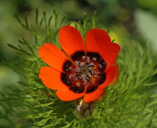 Adonis aestivalis L. Plants of the World Online Kew Science