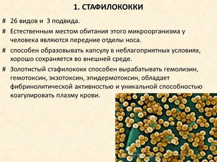 Что такое стафилококковая инфекция