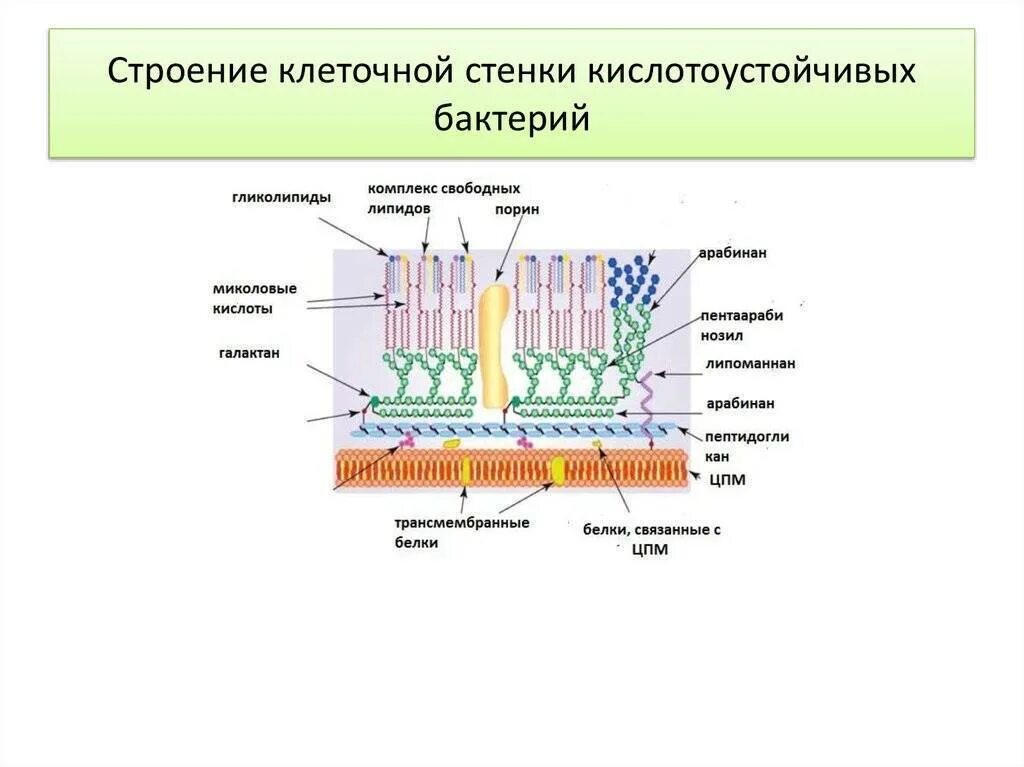 Клеточная стенка клетки особенности строения. Строение клеточной стенки кислотоустойчивых бактерий. Клеточная стенка кислотоустойчивых бактерий схема. Схема строения клеточной стенки кислотоустойчивых бактерий. Строение клеточной стенки кислотоустойчивых бактерий микробиология.