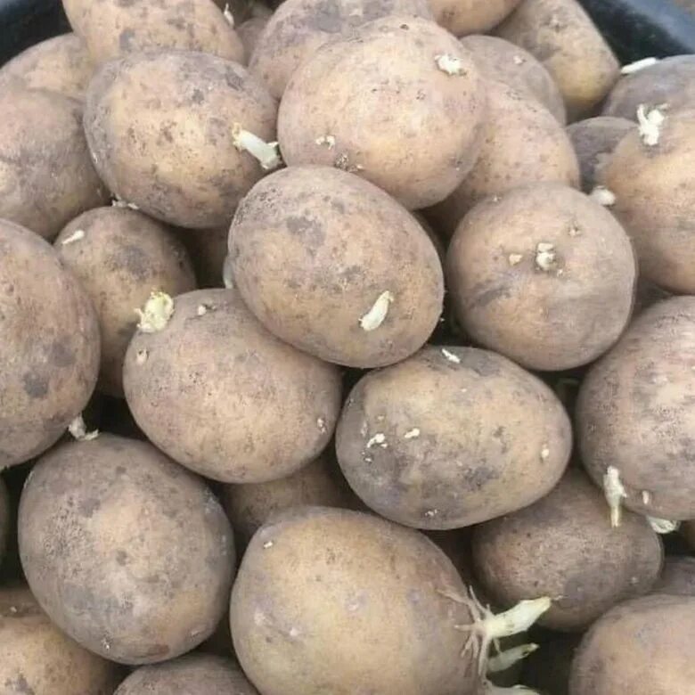 Семенной картофель в новгороде. Семенная картошка. посадка картофеля. семена картошки. посадочный картофель.