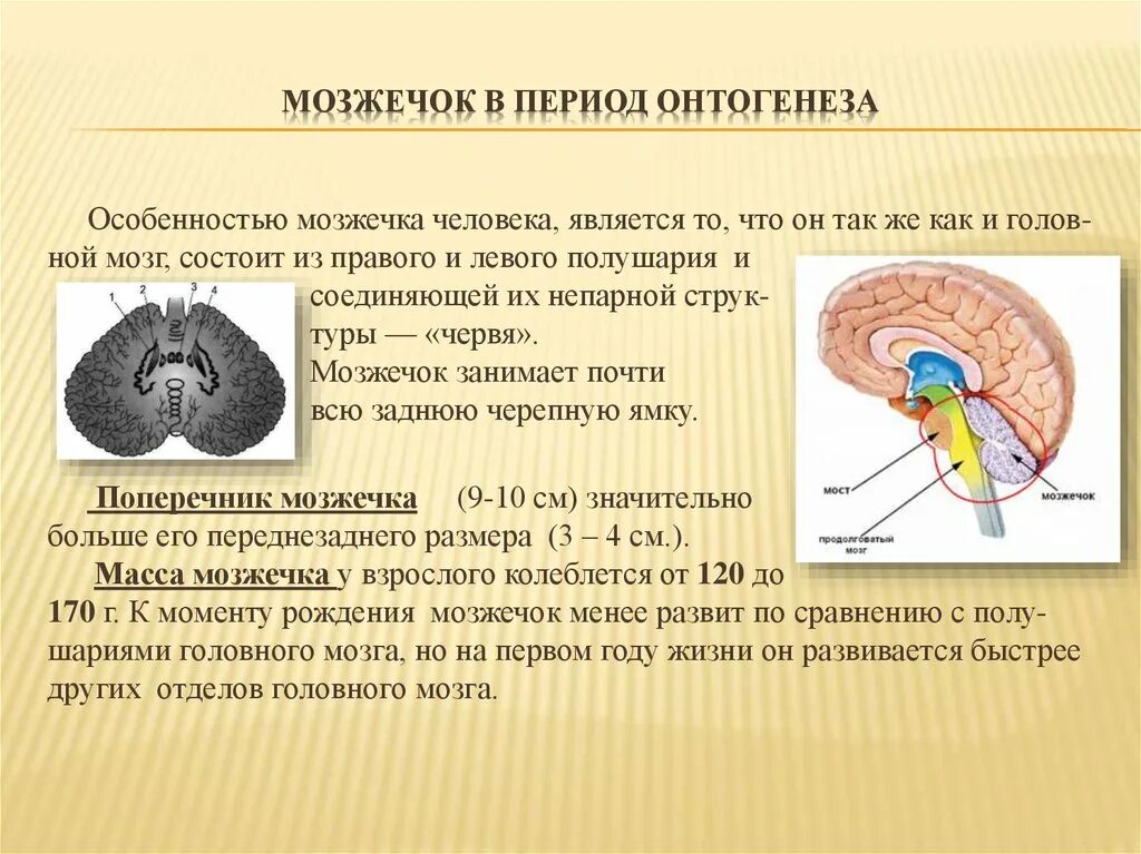 Память в онтогенезе. Строение мозжечка кратко. Функции мозжечка человека анатомия. Структуры отделов мозжечка. Строение мозга мозжечок.