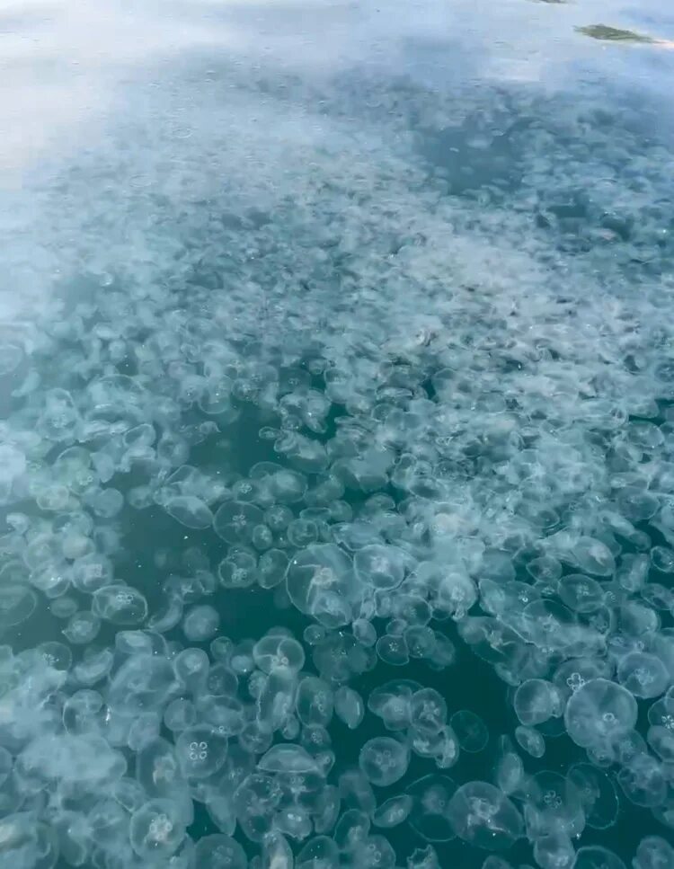 В Анапе море затянуло водорослями и медузами - 3 августа 2023 - 93.ру