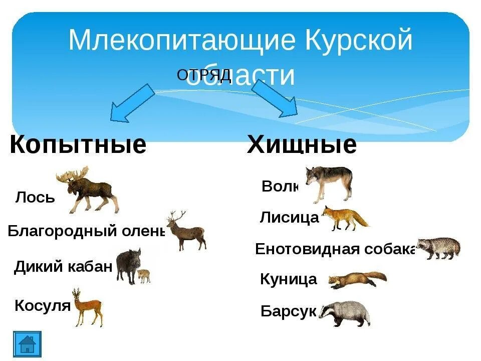Обитания млекопитающих животных