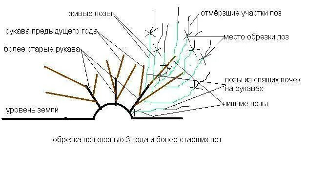 Схема обрезки винограда. Обрезка винограда схема. Побег замещения винограда схема обрезки. Схема летней обрезки винограда. Весенняя обрезка винограда в средней полосе