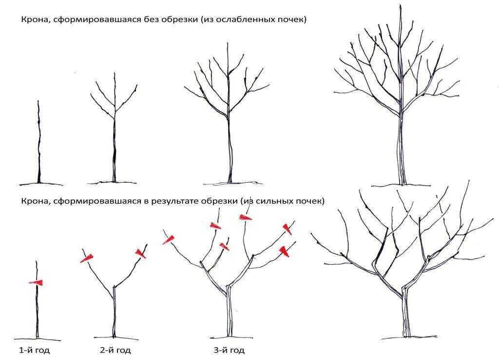 Обрезка плодовых деревьев правила. Схема обрезки яблони весной. Схема обрезки плодовых деревьев осенью. Обрезка яблони весной схема. Правильно обрезать яблоню осенью схема подрезки.