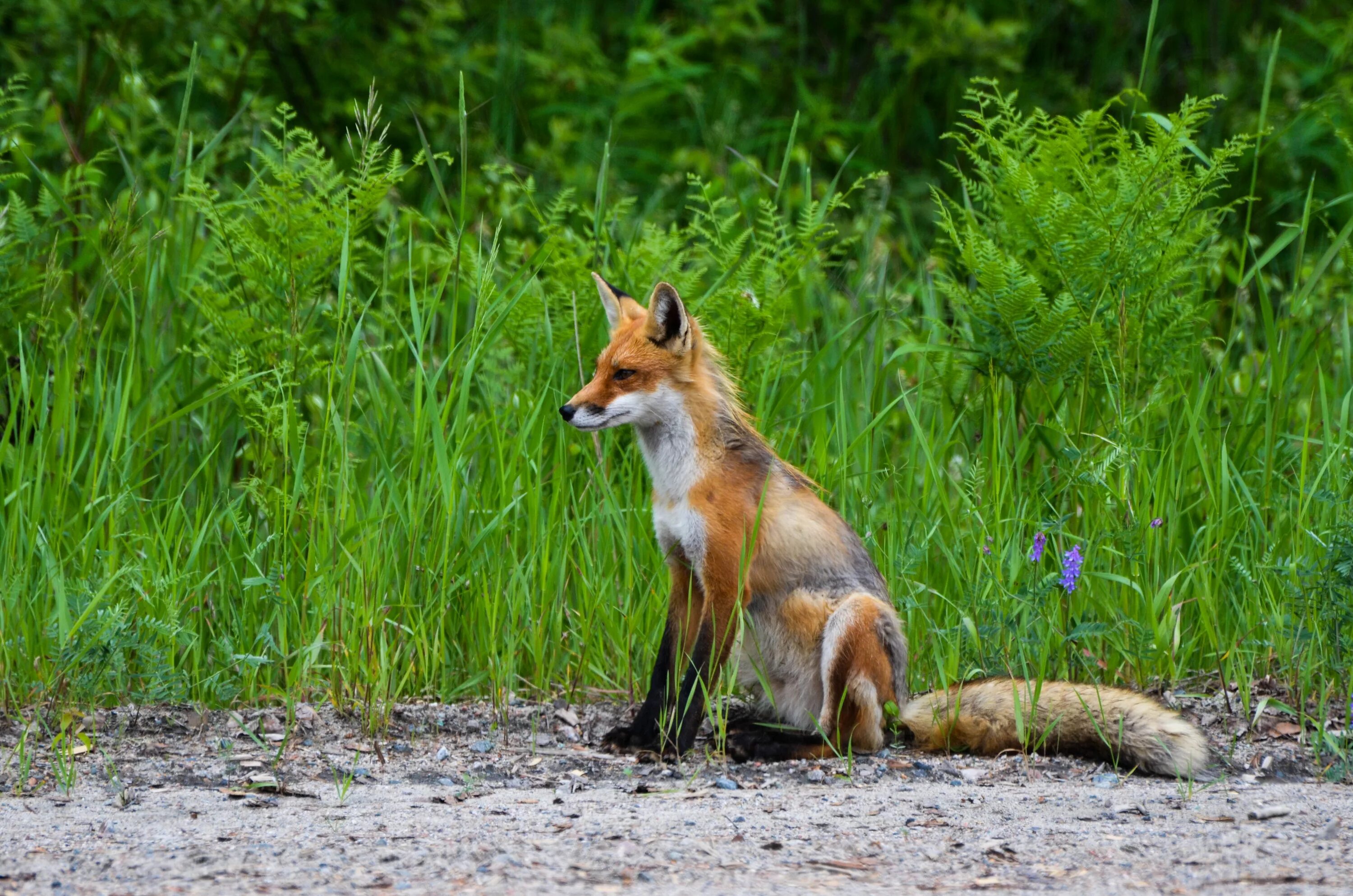 Лиса. Лиса фото. Астраханский заповедник лисы. Лиса сидит. Fox wild