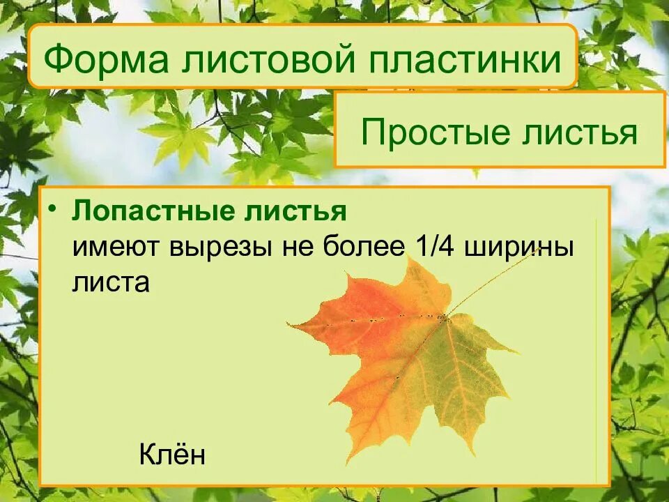 Внешнее строение листа клена. Лист клена форма листовой пластинки. форма листовой пластинки дуба. форма листовой пластинки клена остролистного. форма основания листа клена.