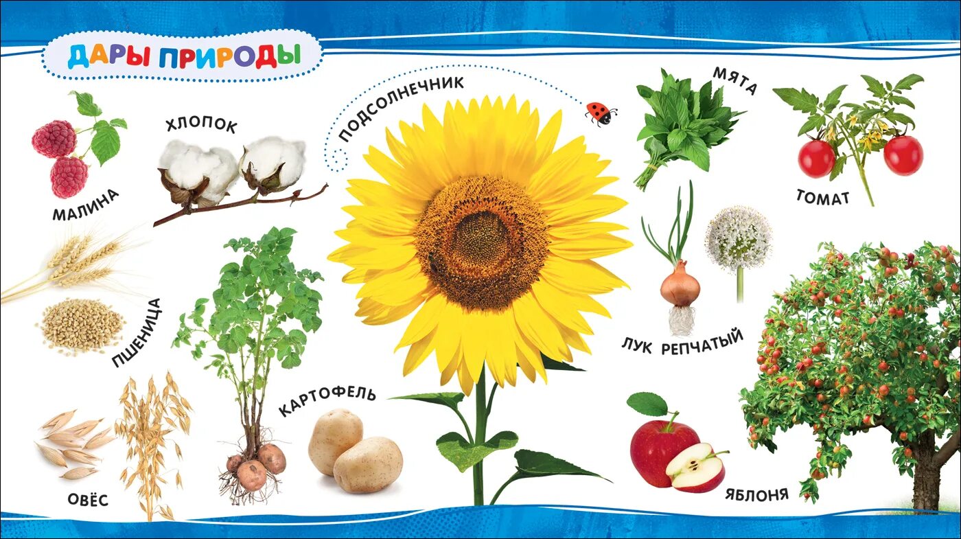 Растения для дошкольников. Мир растений для дошкольников. Изображения растений для детей. Растительный мир для детей. Мир растений игры