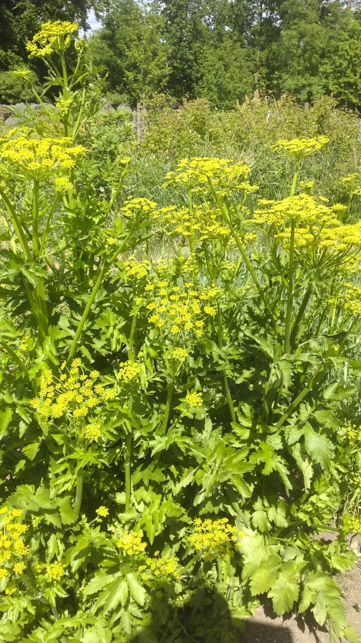 Пастернак посевной (pastinaca sativa l. Пастернак лесной. Пастернак луговой растение. Пастернак фото растения. Пастернак фото растения.