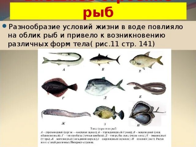 Значение туловища рыбы