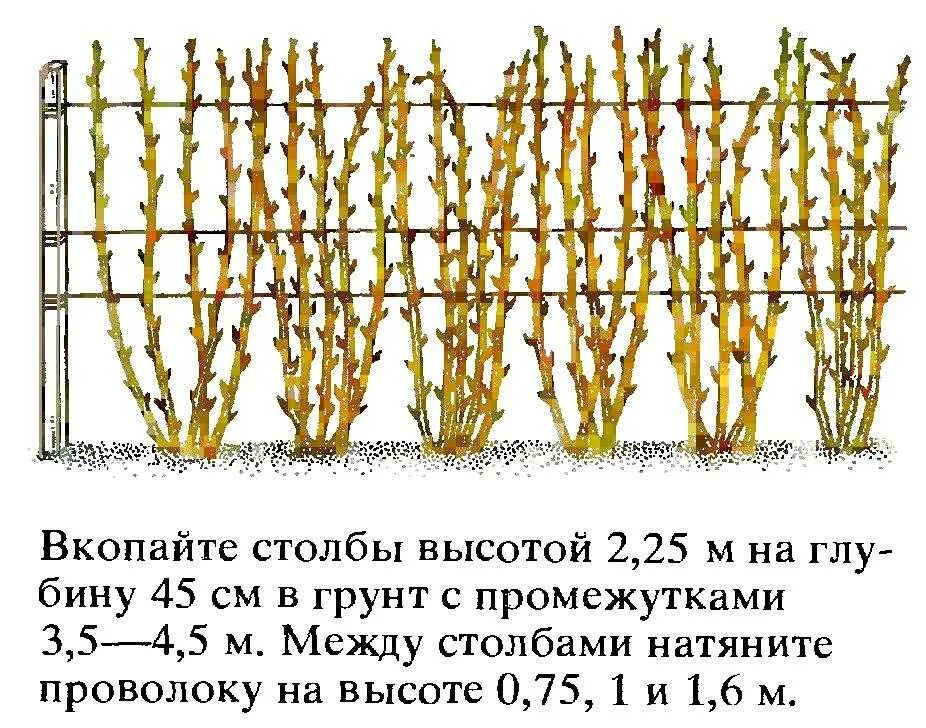 Разные сорта малины можно рядом сажать. Шпалерный метод подвязки малины. Посадка малины на шпалере. Посадка и подвязка малины. Правильно подвязать малину весной.