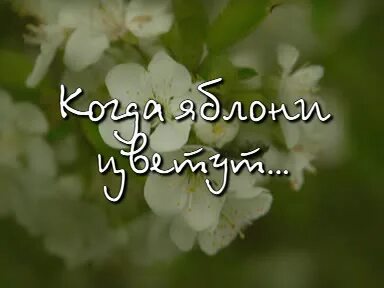 Яблони цветут ляпис текст