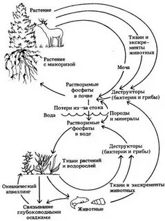 Вещества поглощаемые растениями из почвы это