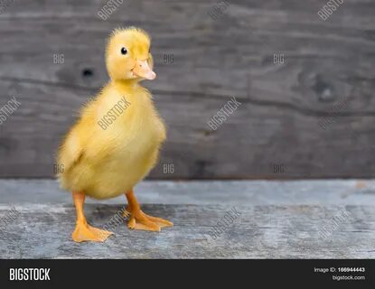 Download high-quality Cute little newborn duckling on wooden images