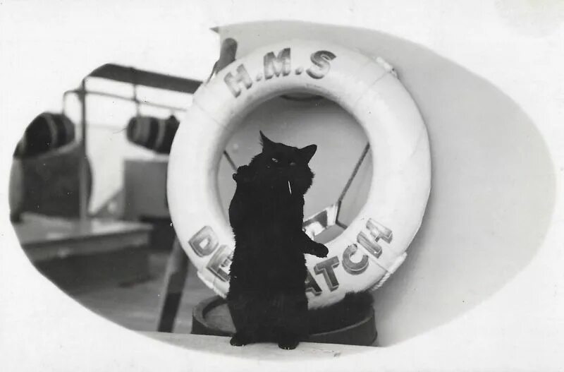 Корабельный кот. Непотопляемый Сэм кот. Корабельный кот Саймон. Черный Корабельный кот.