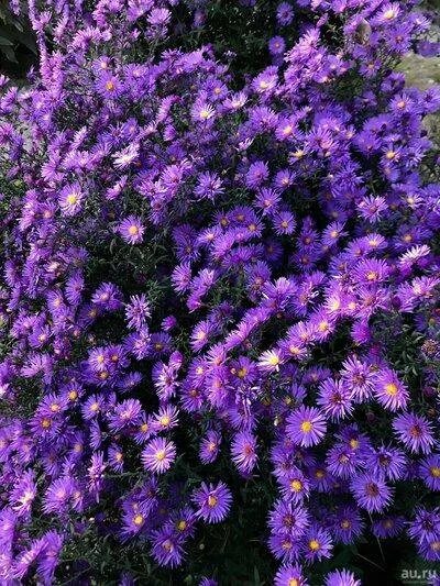 Download wallpaper flowers, Bush, garden, pink, lilac, asters, section flowers i