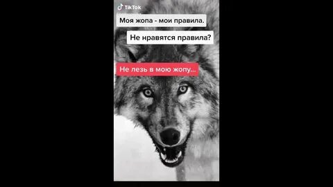 Слушать песни волки ауф