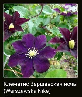 Клематис варшавская найк фото
