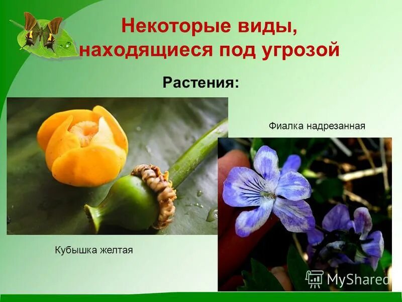 Растения под угрозой. Растения которым угрожают опасность. Редкие виды растений находятся под. Исчезающие растения из красной книги. Сообщение о растении из красной книги.