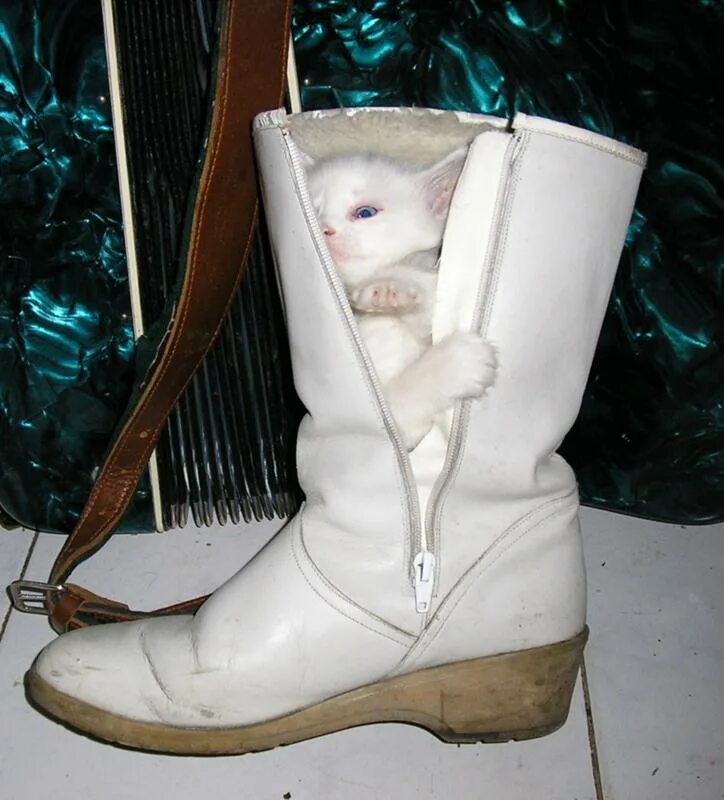 Кот сапог жж livejournal. Котик в сапогах. кошачьи сапоги. коты в сапожках. котик в ботинке.