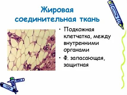 Какая функция подкожной клетчатки