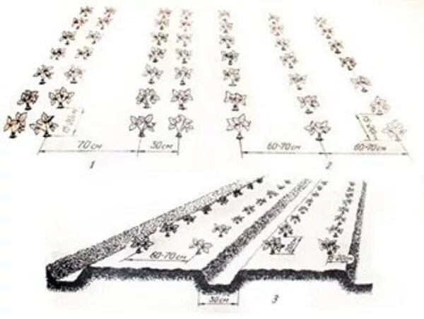 Посадка клубники расстояние между кустами и рядами. Схема посадки клубники в открытом грунте весной. Схема посадки клубники весной в открытый грунт. Схема посадки клубники на Агро. Клубника схема посадки в открытый грунт.