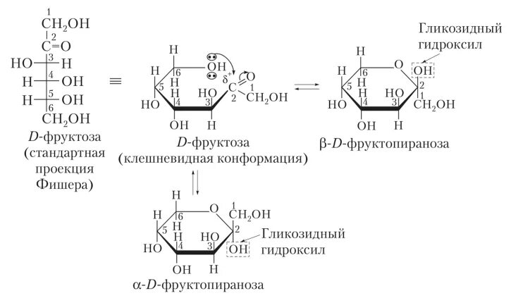 Фруктоза гидроксильная группа. Схема таутомерных превращений фруктозы. Цикло оксо таутомерия д фруктозы. Таутомерные формы Глюкозы и фруктозы. Схема цикло-оксо-таутомерии д-фруктозы.