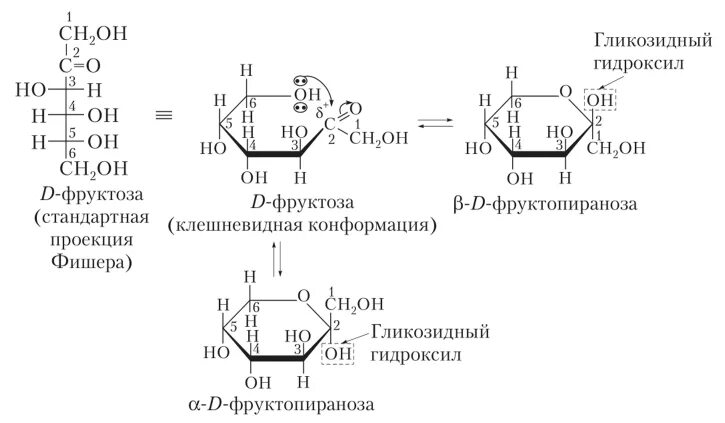 Пиранозный цикл глюкозы. Кольчато-цепная таутомерия фруктозы. Альфа д фруктофураноза формула. Фруктоза в цикле. Фруктоза в цикле.