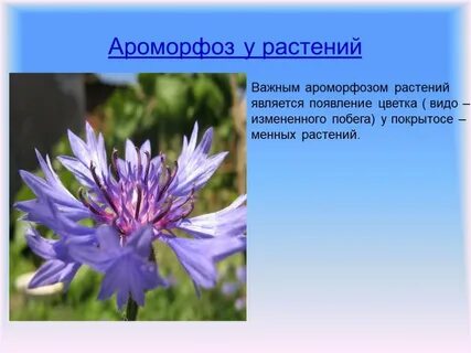 Появление цветка у растений
