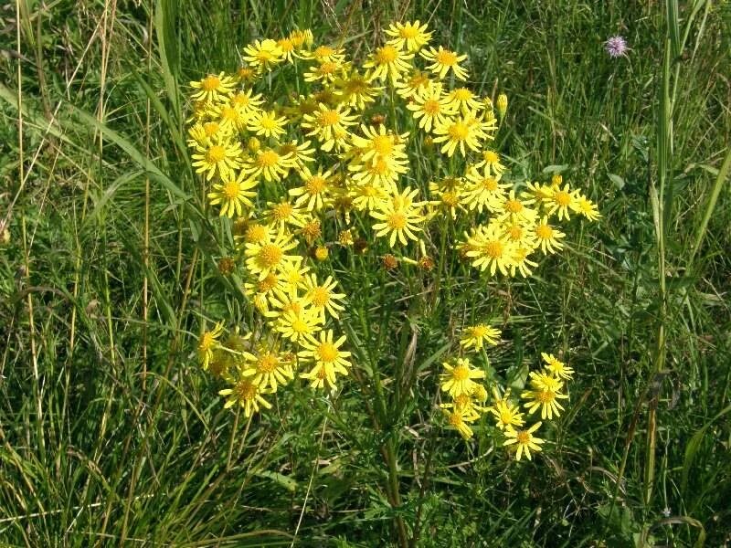Крестовник якоба. Крестовник якова senecio jacobaea. Крестовник луговой крестовник суходольный. Крестовник луговой. Крестовник якова senecio jacobaea.