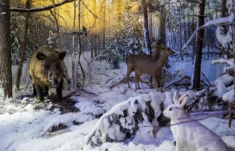 Беловежская пуща в декабре