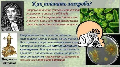 Вижу бактерии