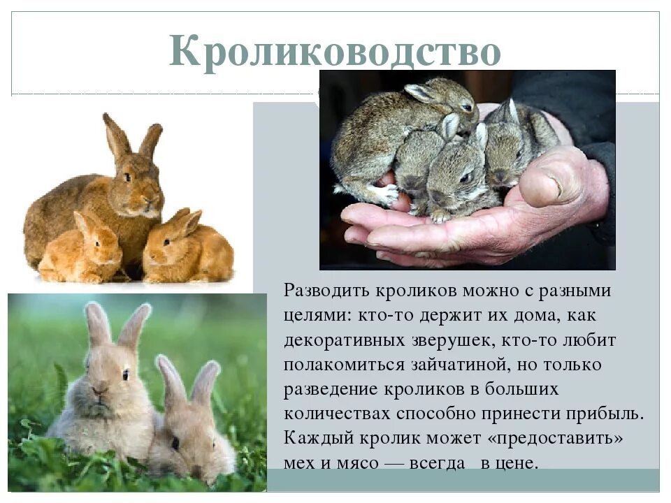 К каким животным относятся кролики. Сведения о кроликах. Сообщение о домашних кроликах. Домашний кролик информация. Сообщение о кролике.